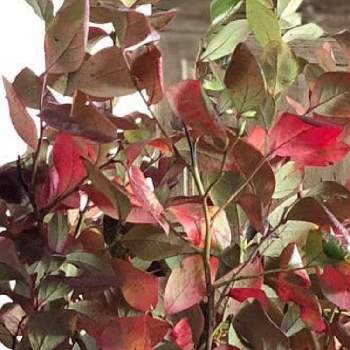 ブルーベリーの木（紅葉）の画像 by ココさん | ブルーベリーの木（紅葉）