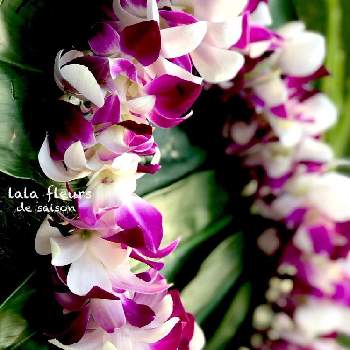 ハワイアン レイフラワーの投稿画像一覧 Greensnap グリーンスナップ