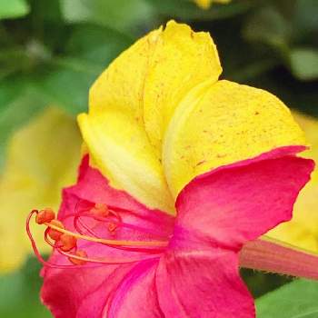 萼が目立つの画像 by キラライ　ブツ子さん | 宇宙の鼓動と不思議不思議と萼が花びらのように見える植物と萼が目立つとオシロイバナ♡と蕊が素敵❤️
