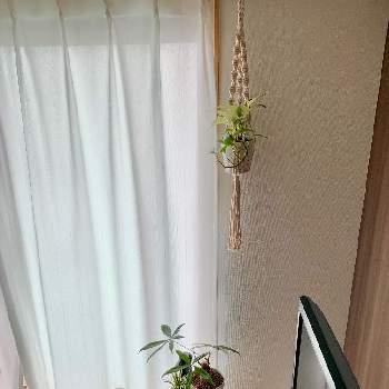 Ikeaプラントスタンドの投稿画像一覧 Greensnap グリーンスナップ Ikeaプラントスタンドの投稿画像一覧 Greensnap グリーンスナップ