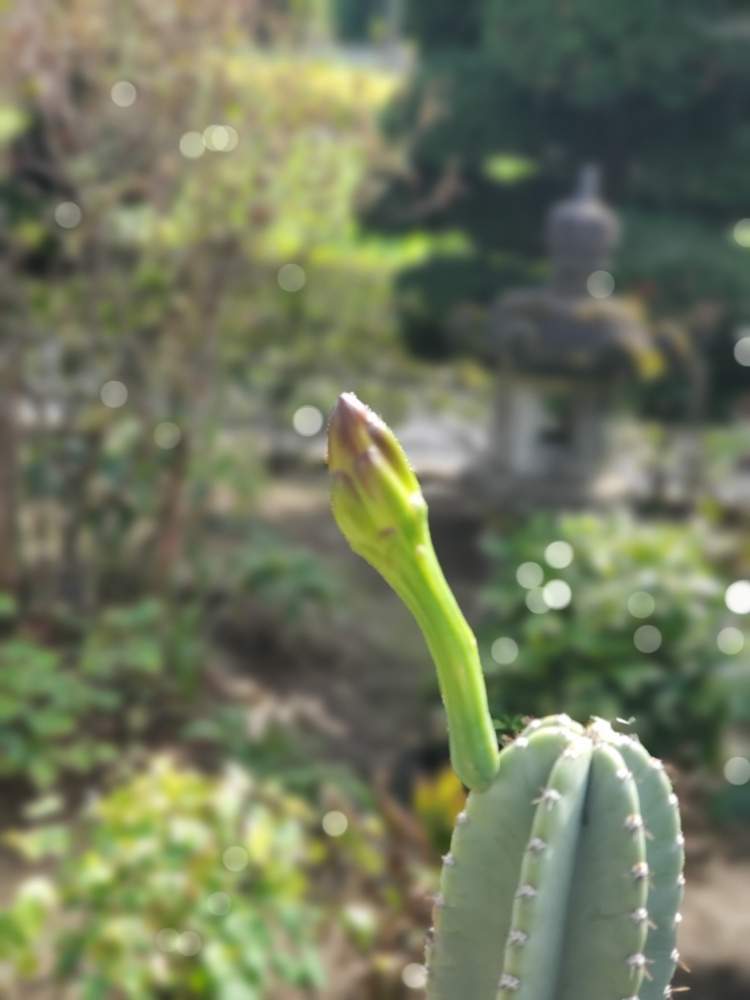 セレウスジャマカルの投稿画像 By かっしーははさん 庭木と庭の花とサボテン とおうち園芸 月9月9日 Greensnap グリーンスナップ