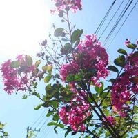 サルスベリの画像