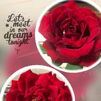 黒赤薔薇の投稿画像一覧 Greensnap グリーンスナップ