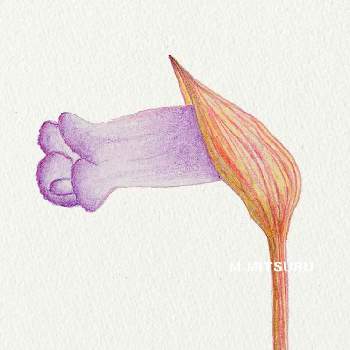 沖永良部島の画像 by 光さん | お出かけ先とピンクの花と沖永良部島と奄美群島とOCデッサン