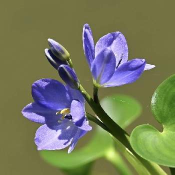 抽水植物の投稿画像一覧 Greensnap グリーンスナップ