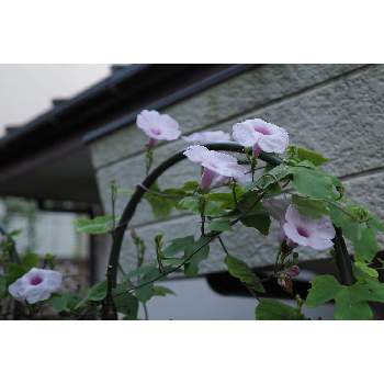 イポメアアンダーソニーの画像 by 我楽多さん | 小さな庭とイポメアアンダーソニーと９月の花とOM-D E-M1ⅡとOLY 17mm F1.2