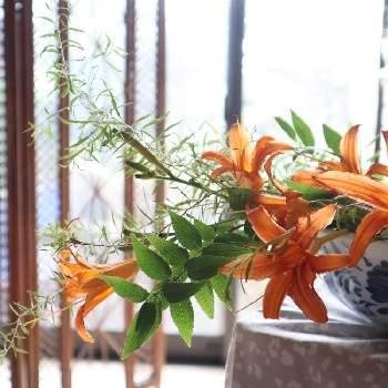 キスゲ の投稿画像一覧 Greensnap グリーンスナップ