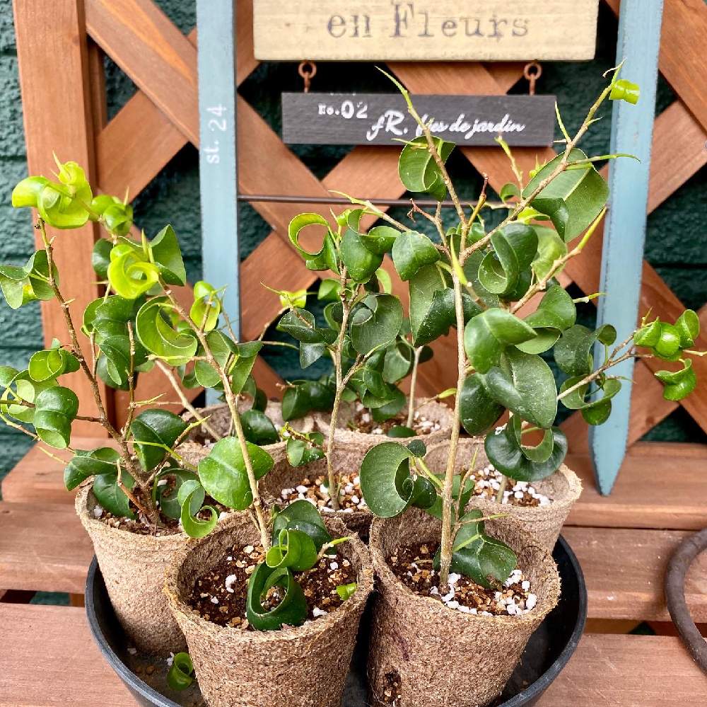 ベンジャミン バロックの投稿画像 By Lemonnokiさん 観葉植物とおうち園芸と緑のある暮らしと挿木と観葉植物のある暮らしとガーデニング 月9月9日 Greensnap グリーンスナップ