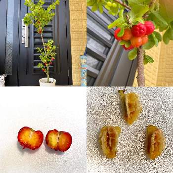 アセロラの育て方 苗の植え付けや挿し木方法は 種からも栽培できる Greensnap グリーンスナップ