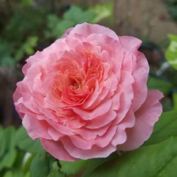 バラ せんの投稿画像一覧 Greensnap グリーンスナップ