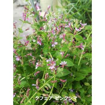 クフェア ピンクシマの投稿画像一覧 Greensnap グリーンスナップ