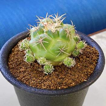 らり サボの投稿画像一覧 Greensnap グリーンスナップ