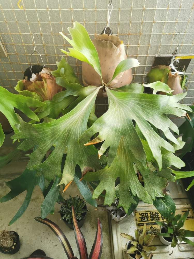 ビカクシダ ヒリーcv Paopaoの投稿画像 By アピ吉さん バルコニー ベランダと コウモリラン と ビカクシダと沖縄とおうち園芸と今日の一枚と珍奇植物とビカクシダ属とgs沖縄支部と コウモリラン と ビカクシダと沖縄とおうち園芸と今日の一枚と珍奇植物とビカクシダ属と