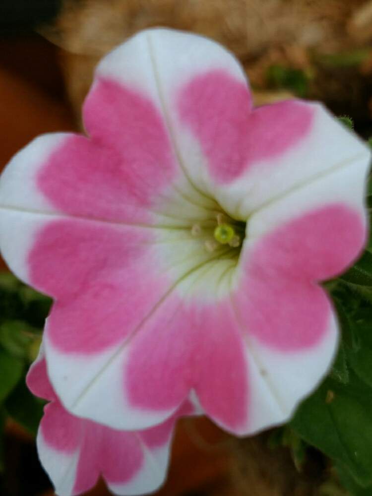 桃色吐息の投稿画像 By Hajimeさん 花と緑と孫が好き 月9月10日 Greensnap グリーンスナップ