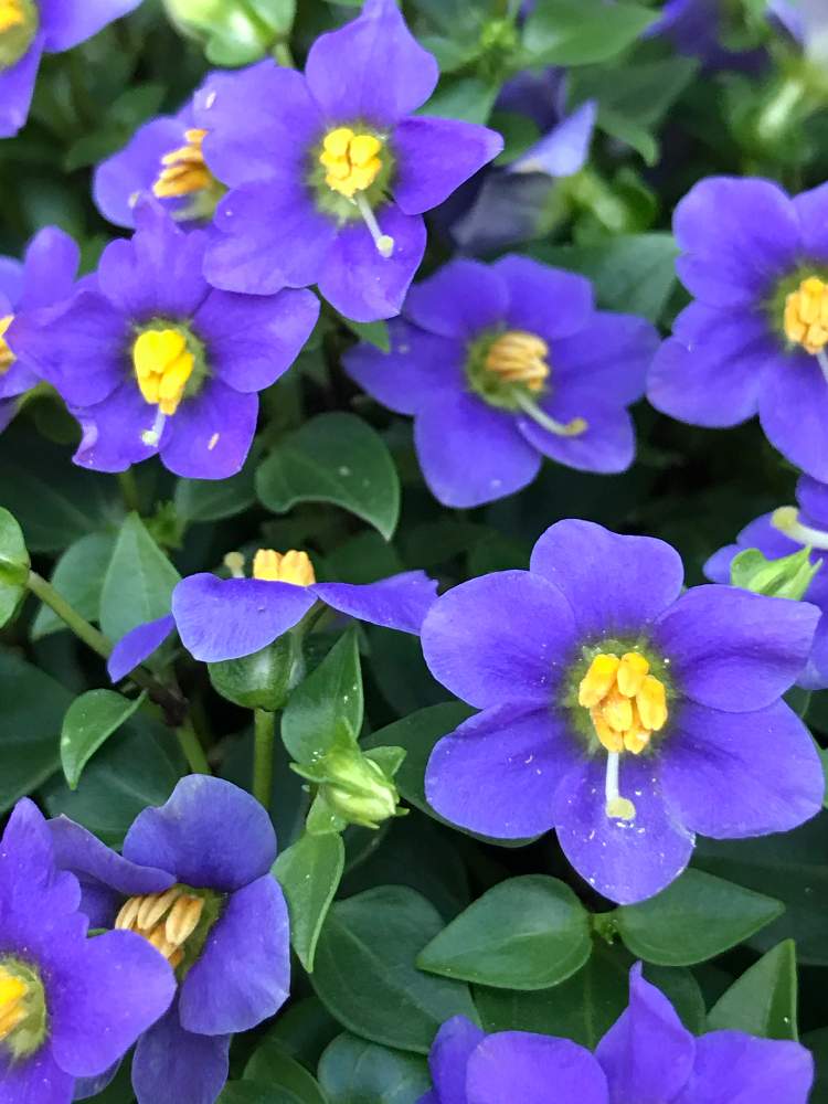 エキザカムの投稿画像 By なおさん 花のある暮らしと鉢植えの花と玄関先に花 とおうち園芸 月9月10日 Greensnap グリーンスナップ