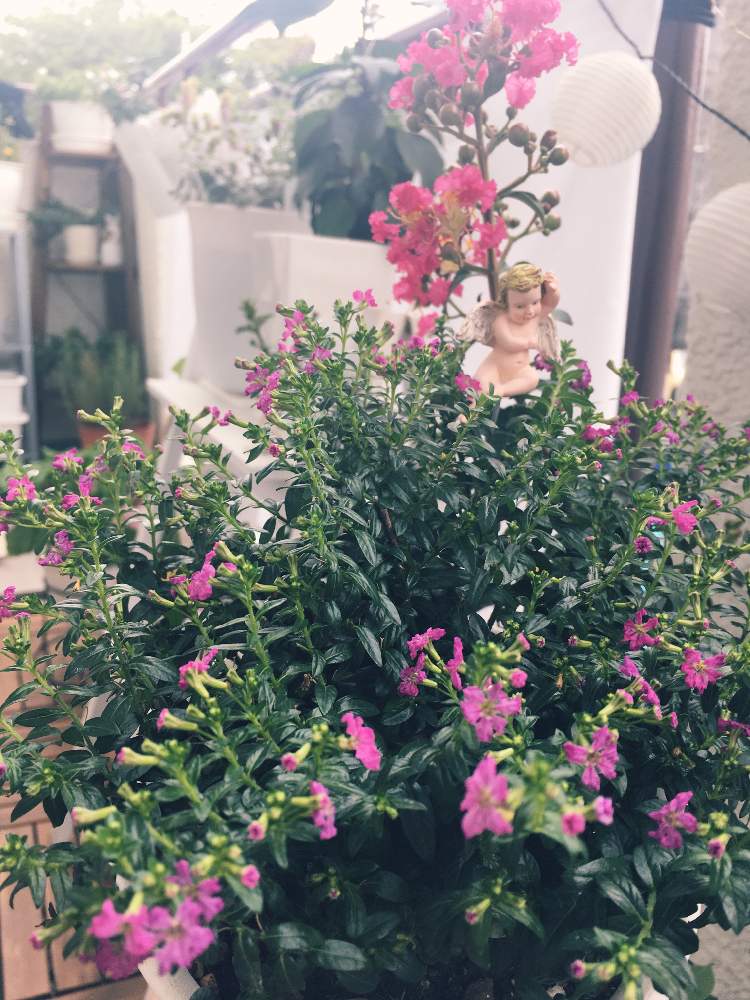 クフェアの投稿画像 By Angel Garden さん サルスベリとガーデン天使とおうち園芸とガーデニング雑貨と育て方と天使のいる庭 月9月10日 Greensnap グリーンスナップ