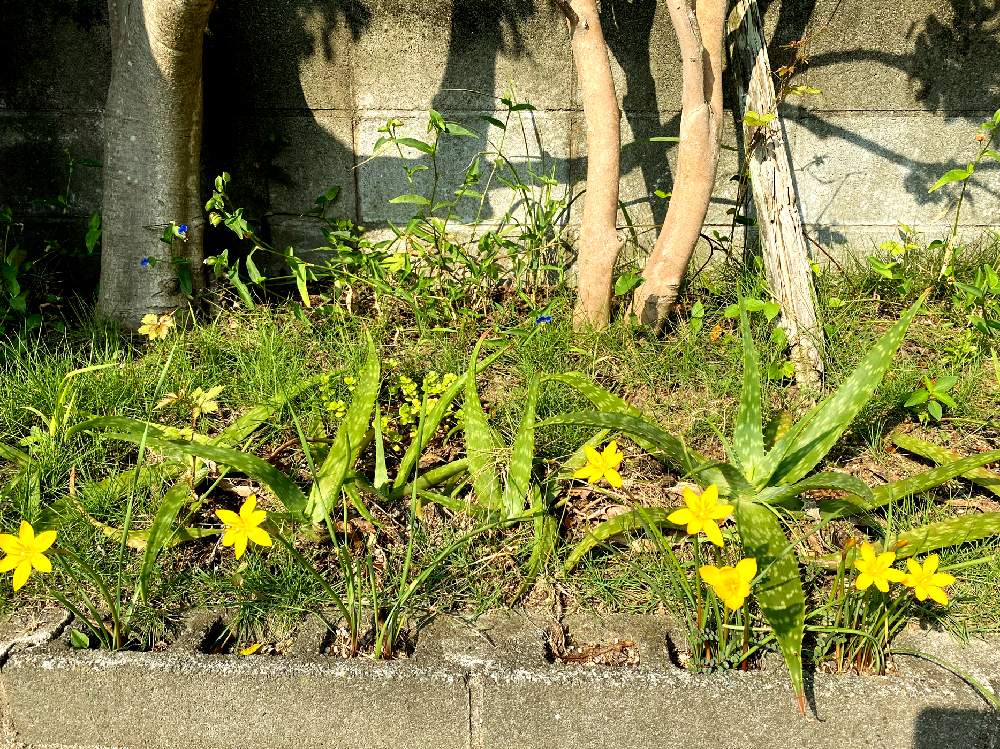 ゼフィランサス シトリナの投稿画像 By Pagu Mamaさん 花壇の花と可愛い雑草と雑草の花 月9月10日 Greensnap グリーンスナップ