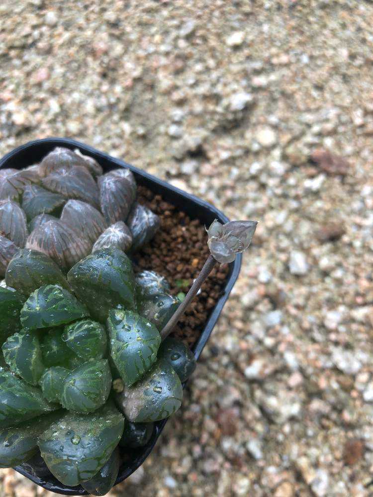 ハオルチアの花子 花仔 を見守る Greensnap グリーンスナップ