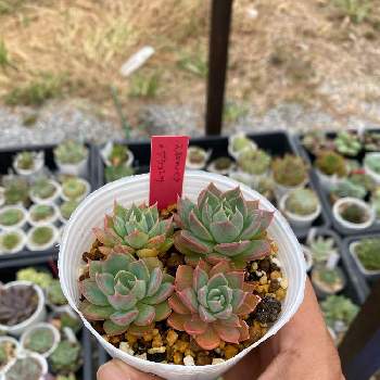 ポエムの投稿画像一覧 Greensnap グリーンスナップ