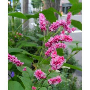 赤まんまの投稿画像一覧 Greensnap グリーンスナップ