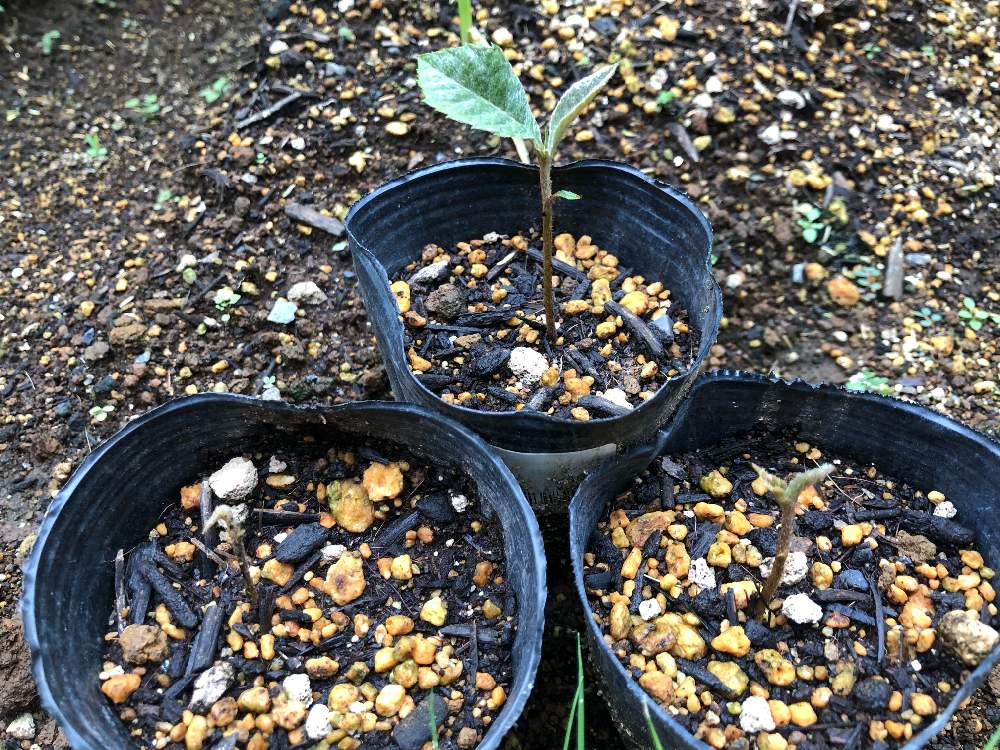 いただき物のびわの種をまいてみた Greensnap グリーンスナップ