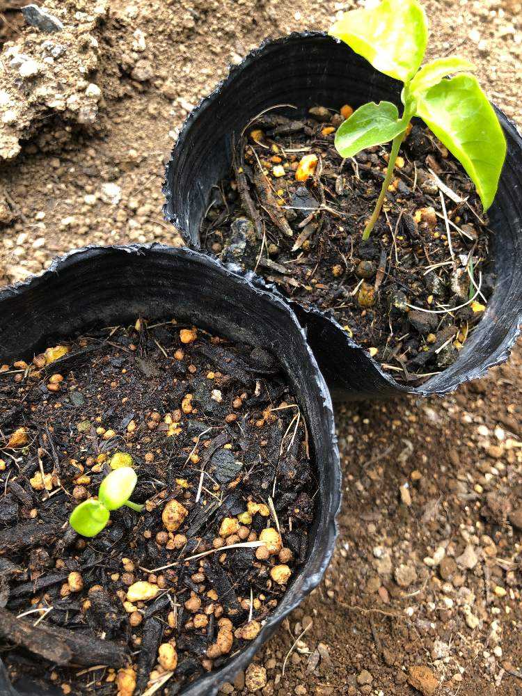 いただき物のパッションフルーツの種を植えてみた Greensnap グリーンスナップ