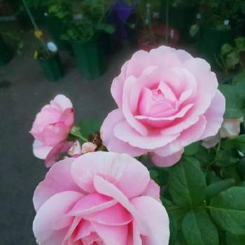 2020 くまし バラの画像 by くましさん | 小さな庭と薔薇 ビェドゥーと北海道と薔薇愛同盟ときらまる印と2020 くまし バラ