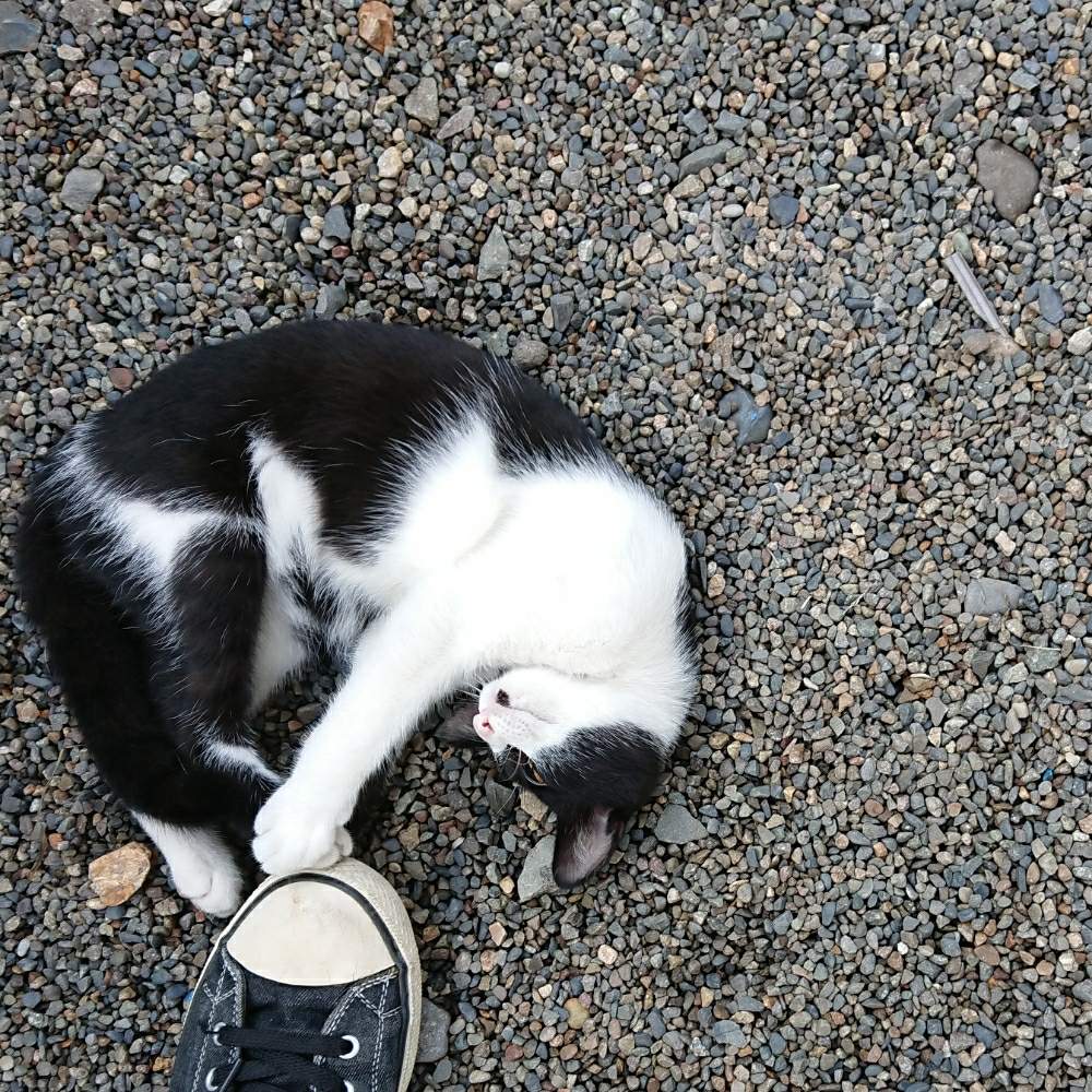 黒猫母ちゃん子育て日記の投稿画像 by もも。さん｜ (2020月9月10日 