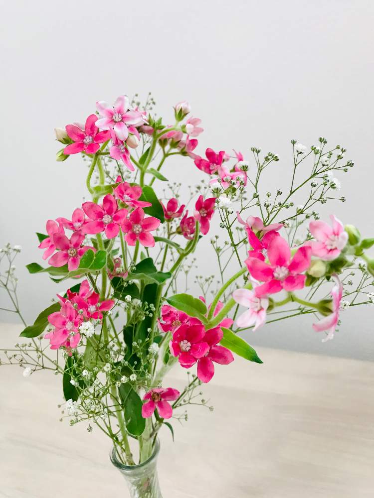 ブルースターの投稿画像 By Sariaさん ピンクの花とおうち園芸と花のある暮らしと切り花と自己満 月9月10日 Greensnap グリーンスナップ