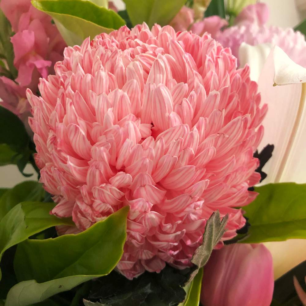 洋菊の投稿画像 By Maiさん ピンクの花と贈り物とオーストラリアとフラワーアレンジメントと花のある暮らしと海外暮らしとピンクの花と贈り物とオーストラリアとフラワーアレンジメントと花のある暮らしと海外暮らし 月9月10日 Greensnap グリーンスナップ
