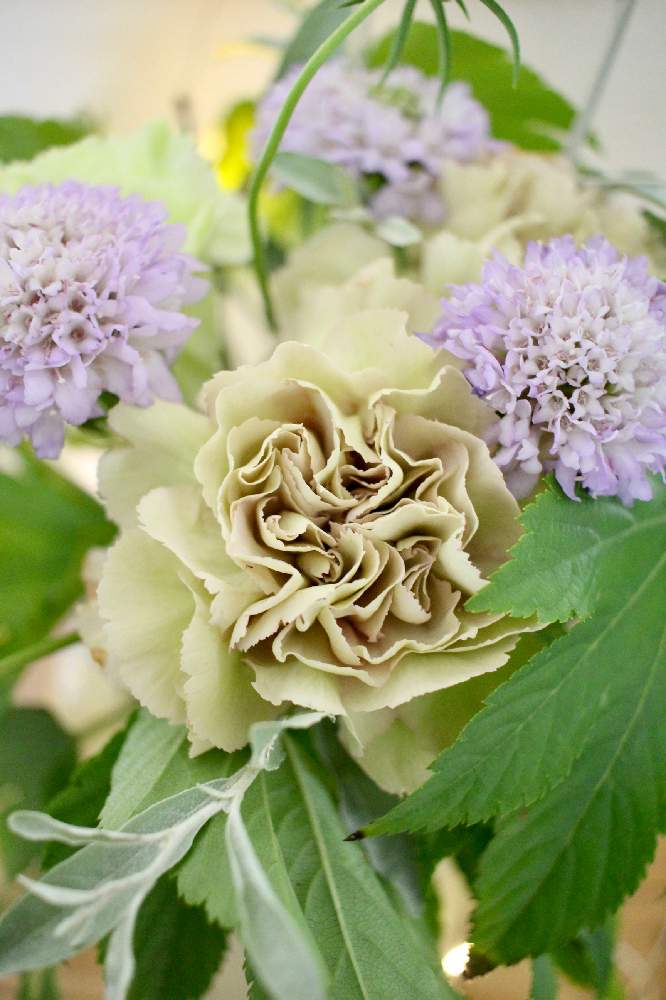 カーネーションの投稿画像 By Kaneyukiさん スカビオサとロシアンオリーブとベビーハンズと花のある暮らしとおうちで飾る花とおうちを彩る花 月9月10日 Greensnap グリーンスナップ