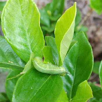 香りがする花木の投稿画像一覧 Greensnap グリーンスナップ