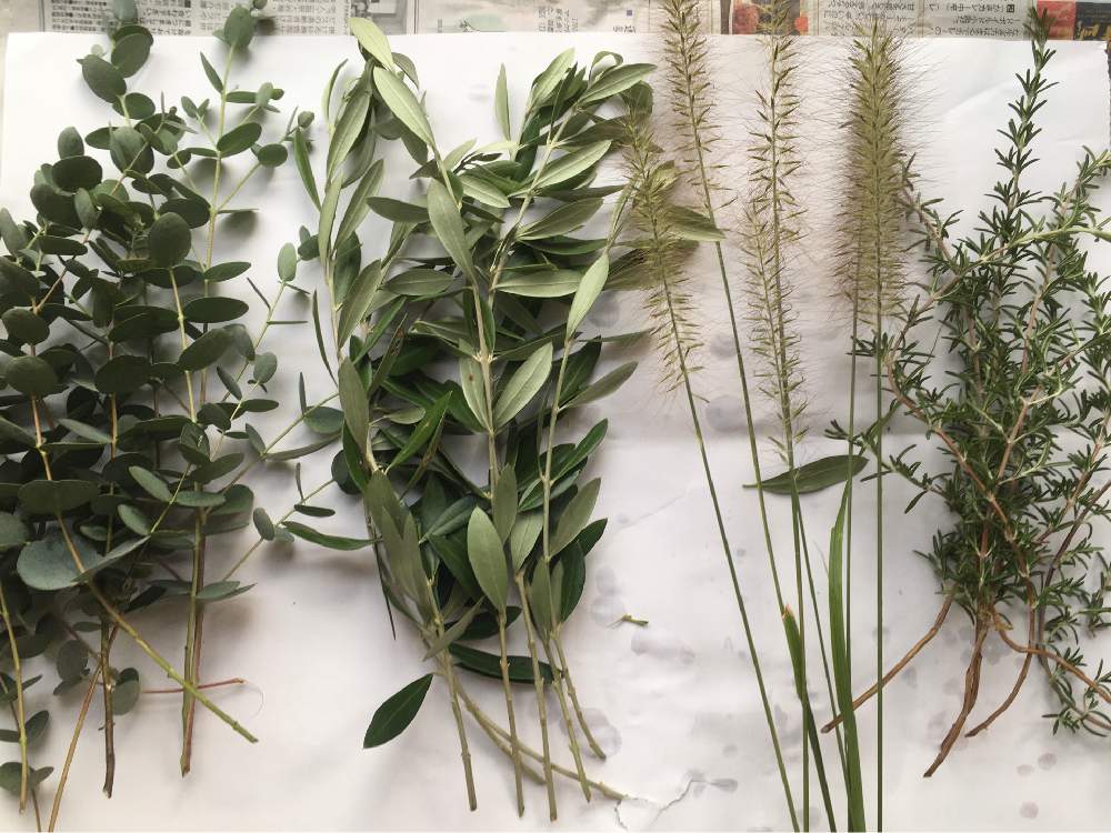 オリーブの投稿画像 By なりさん ローズマリーとユーカリとチカラシバとドライフラワーとスワッグとドライフラワー スワッグ 月9月10日 Greensnap グリーンスナップ