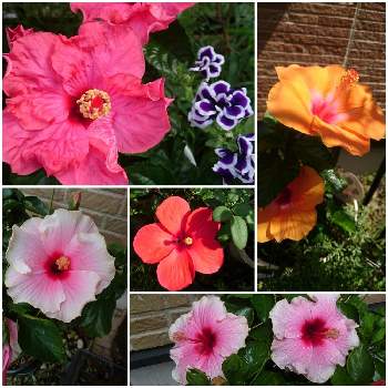 ハイビスカス グレイス3の投稿画像一覧 Greensnap グリーンスナップ