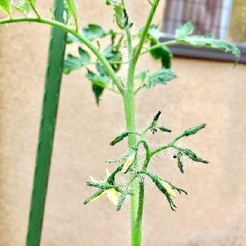 デルモンテ キッチンガーデンの投稿画像一覧 Greensnap グリーンスナップ