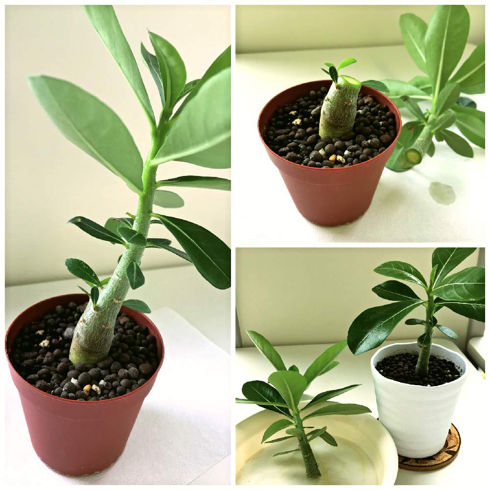 アデニウムの投稿画像 By だまこさん ダイソニウムとダイソニウムと塊根植物とダイソーとコーデックス 月9月10日 Greensnap グリーンスナップ