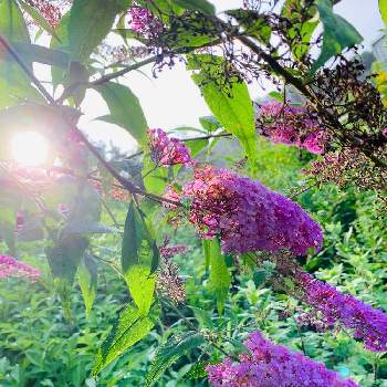 ブットレア紫の画像 by のばらさん | 広い庭とブットレア紫と☆おやすみ☆とGSのみなさんに感謝♡とお疲れさま☆と癒し…♡と福島からのエール