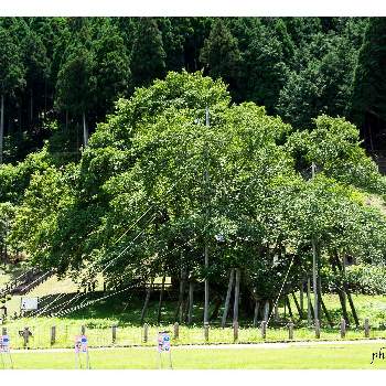 巨樹の画像 by phiXさん | お出かけ先とエドヒガンと巨樹と神社と公園とボタニカルスポットと里山