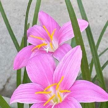 ゼフィランサスの花の画像 by Be happy !さん | 小さな庭とbe happy❤️と元気！とおうち園芸と可愛いピンクと可愛い〜♡と心が和みます。と癒し…♡とゼフィランサスの花と私好み♡