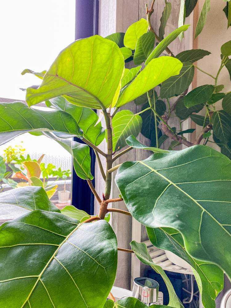 成長度no1 フィカス アフリカンプリンス Greensnap グリーンスナップ 成長度no1 フィカス アフリカンプリンス Greensnap グリーンスナップ