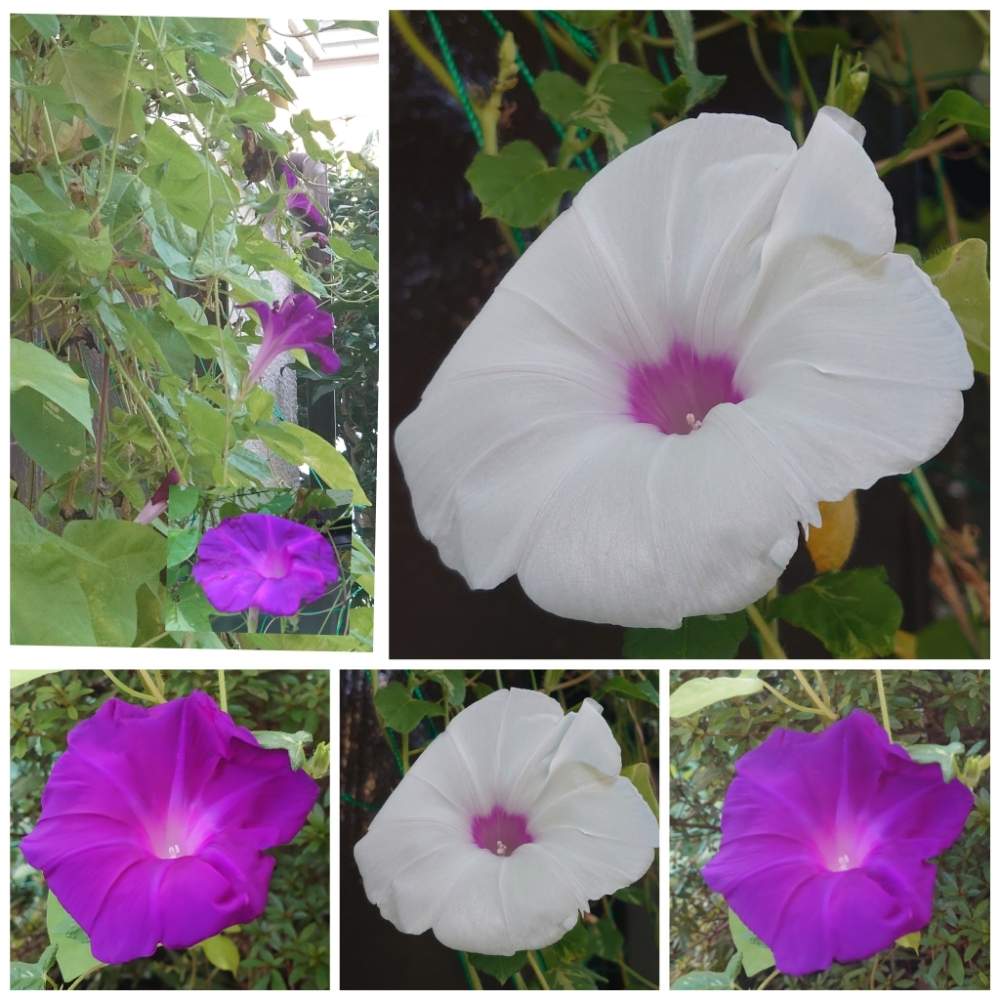 白い花びらに紫色の芯の花の投稿画像 By ふささん あさがお とおうち園芸と癒やされてと 可愛い 月9月11日 Greensnap グリーンスナップ
