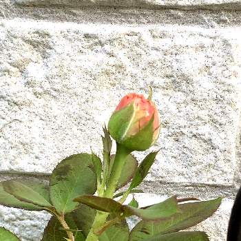 ドイツ コルデス社の画像 by miyaouさん | 小さな庭とばら バラ 薔薇と薔薇 マリーヘンリエッテとおうち園芸とバラの蕾とドイツ コルデス社