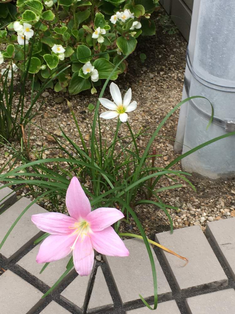 ゼフィランサスの投稿画像 By Manabeさん ゼフィランサス タマスダレ とゼフィランサス サフランモドキ とヒガンバナ科と白とピンクの花と タマスダレ属と病院帰り 月9月11日 Greensnap グリーンスナップ
