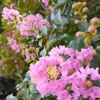 おさるのジョージの投稿画像一覧 Greensnap グリーンスナップ