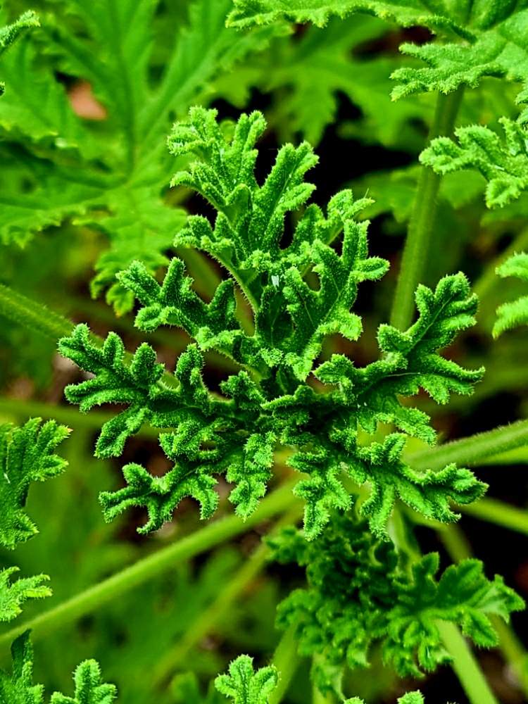 シトロネラ 育て方