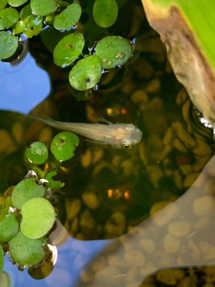 水草とメダカ達の投稿画像 By はなちゃんさん 月9月11日 Greensnap グリーンスナップ