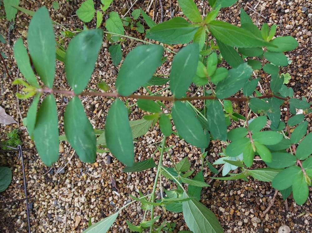 みっさんさんの投稿画像 月9月11日 Greensnap グリーンスナップ