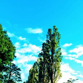 東京都立水元公園の画像 by m＆oさん | お出かけ先とポプラ並木と東京都立水元公園と今朝の散策道と雲仲間