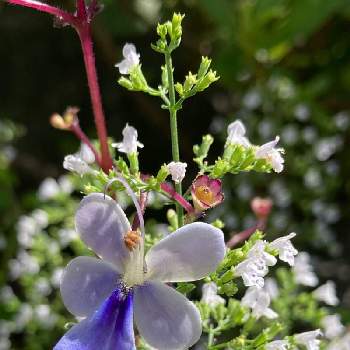 クロデンドロム ブルーウイングの画像 by saorinさん | 小さな庭とクロデンドロム ブルーウイングと小花会とおうち園芸とキュンキュン♡とかわいいとカラミンサ❁