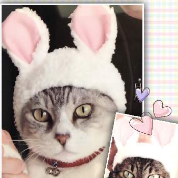 猫のいたずらの投稿画像一覧 Greensnap グリーンスナップ